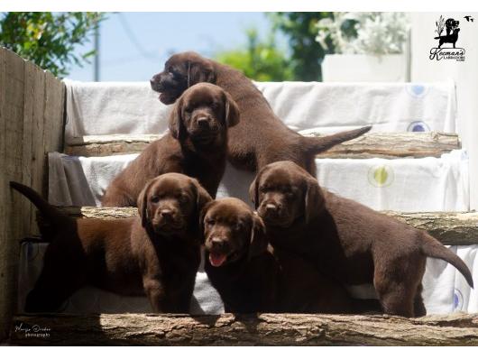 Labrador Retriver štenci